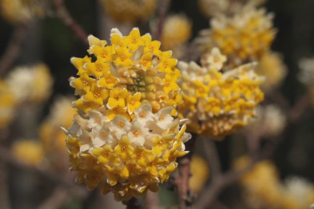 レンズ(ズーム) Tamron 50-300mm f4.5-6.3 Di III A069 新品)TAMRON (タムロン) 50-300mm F4.5-6.3 Di III VC VXD/Model A069S