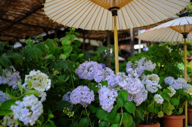 ◆サトさん専用 XF23mmF1.4 R LM WR PH 新品)FUJIFILM (フジフイルム) フジノン XF23mm F1.4 R LM WR