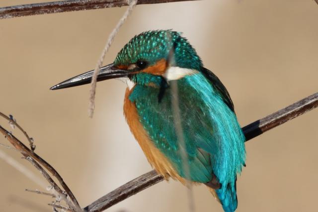 新品)Canon (キヤノン) RF100-400mm F5.6-8 IS USM（商品ID