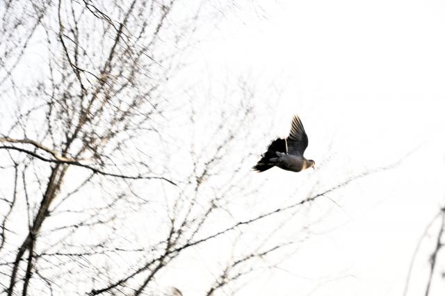 SONY ソニー 28-70mm F3.5-5.6 レンズ