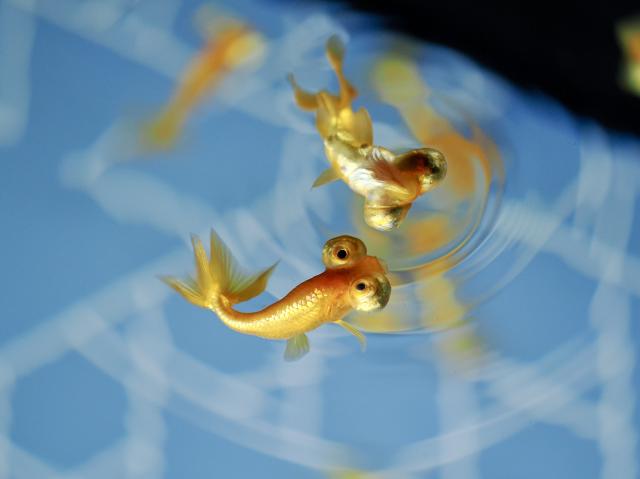 【美品★箱付属品あり】nocticron42.5mmF1.2 ★本日限定値下げ LEICA DG NOCTICRON 42.5mm/F1.2 ASPH./POWER O.I.S.｜カメラ