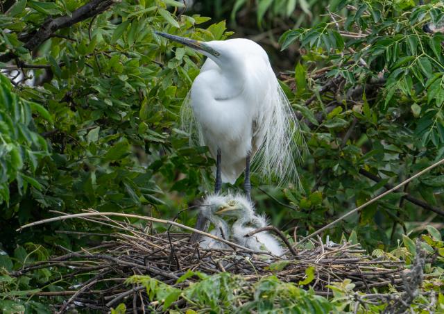 鷺の赤ちゃん | EVERYBODY×PHOTOGRAPHER.com