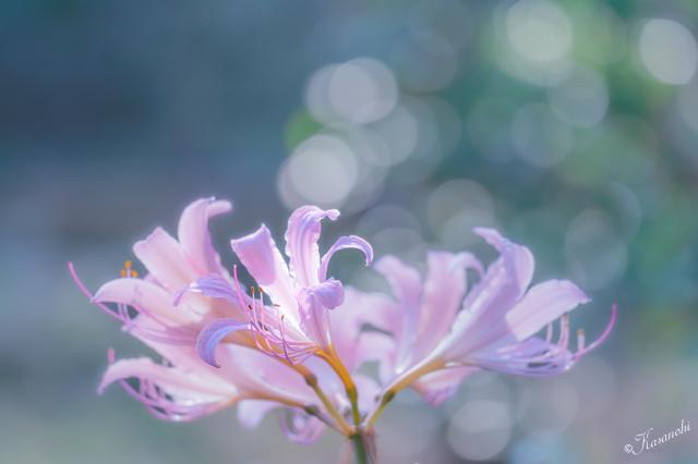 Canon EFS10-18㎜　F4.5-5.6 IS STM 新品)Canon (キヤノン) EOS R10 RF-S18-150 IS STM レンズキット