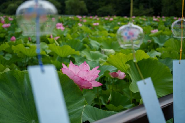 新品)TAMRON (タムロン) 50-300mm F4.5-6.3 Di III VC VXD/Model A069S