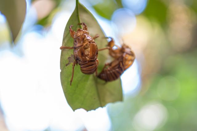 SONYα9iii 新品)SONY (ソニー) α9III ボディ ILCE-9M3（商品ID：4548736153318