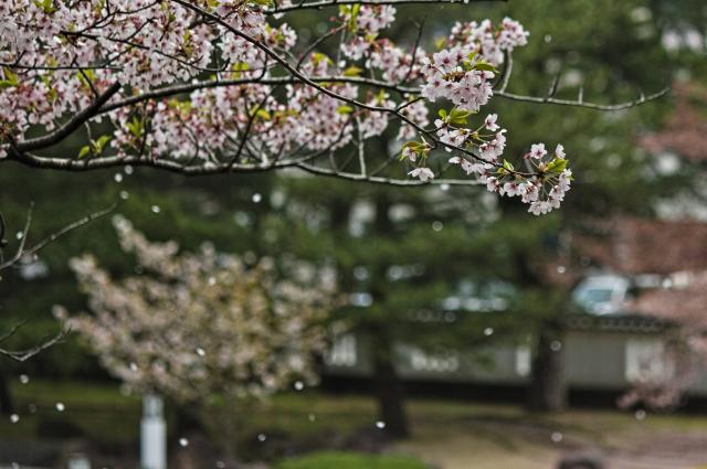 のん　Canon EF-S55-250mm f/4-5.6 IS II 中古)Canon (キヤノン) EF-S55-250mm F4-5.6 IS II（商品ID