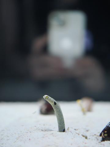 新品)Panasonic (パナソニック) LEICA DG NOCTICRON 42.5mm F1.2 ASPH