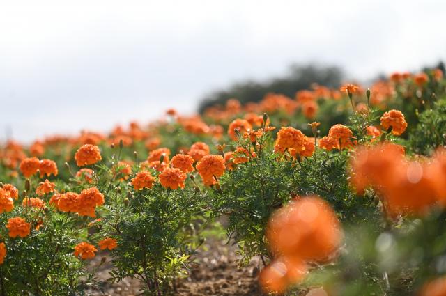 K2CONTOUR-BK-25,5㌢ Amazon.co.jp: ビクセン(Vixen) 双眼鏡 Coleman コールマン M8×21