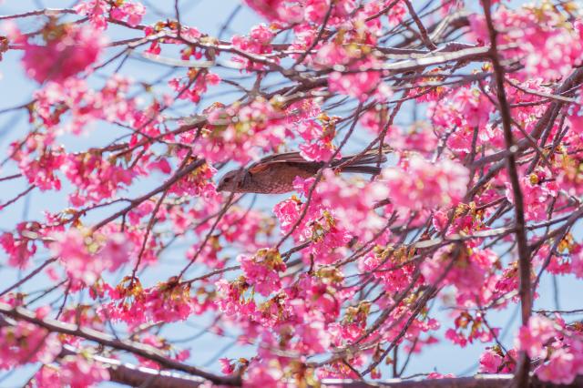 新品)Panasonic (パナソニック) LUMIX S5II ダブルレンズキット DC