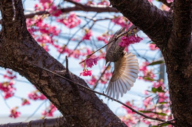 新品)Panasonic (パナソニック) LUMIX S5II ダブルレンズキット DC