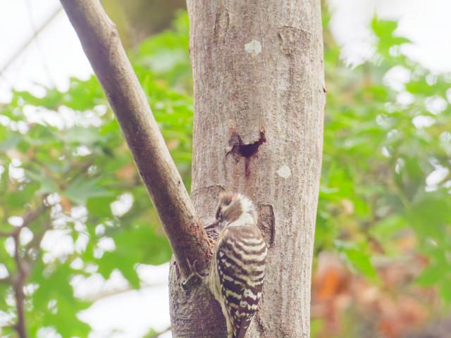 新品)OM SYSTEM（オーエムシステム） OM-3 12-45mm F4.0 PRO +