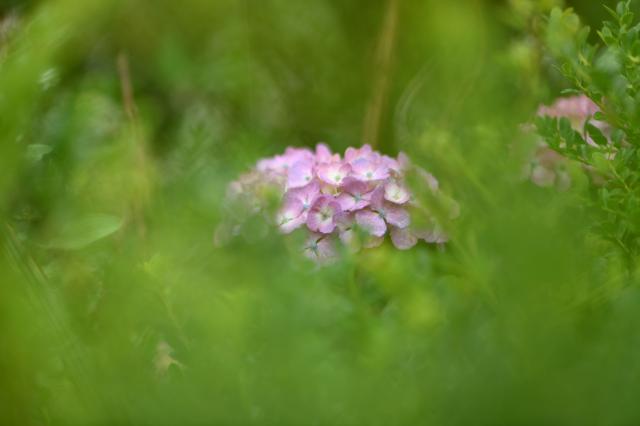 Canon RF 100-400mm F5.6-8 IS USM レンズ