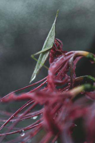 新品)SONY (ソニー) α7IV ズームレンズキット ILCE-7M4K（商品ID