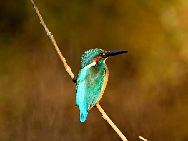 Olympus OM用 24/50/100mm 単焦点レンズ 新品)Nikon (ニコン) Z5II 24-200 レンズキット（商品ID