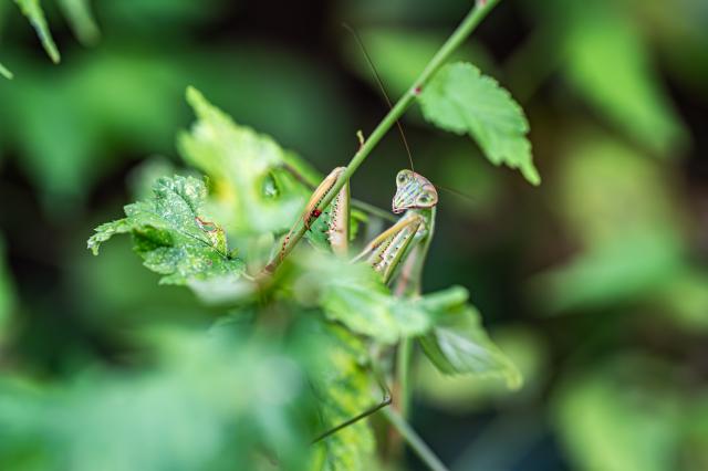 新品)SONY (ソニー) α9III ボディ ILCE-9M3（商品ID：4548736153318