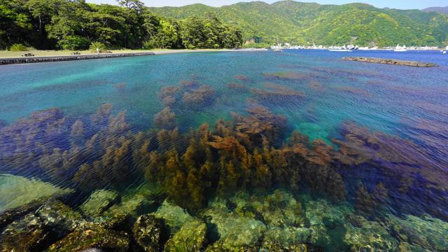 SONY (ソニー) Vario-Tessar T* FE 16-35mm F4 ZA OSS SEL1635Z