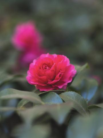 新品)Carl Zeiss (カールツァイス) Batis 85mm F1.8（ソニーE用/フル