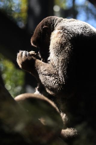 詳細ページ | デジタルカメラ、ミラーレスカメラ、交換レンズの 詳細ページ | デジタルカメラ、ミラーレスカメラ、交換レンズの