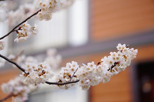 新品)SIGMA (シグマ) Contemporary 56mm F1.4 DC DN (フジ