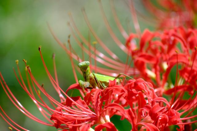 【美品 | フィルターおまけ】FUJIFILM XF70-300mm 新品)FUJIFILM (フジフイルム) フジノン XF70-300mm F4-5.6 R LM