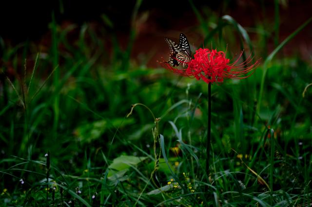新品)FUJIFILM (フジフイルム) フジノン XF70-300mm F4-5.6 R LM