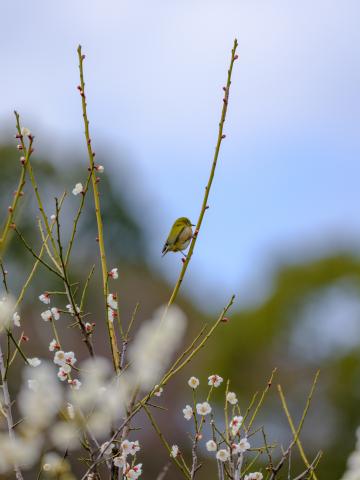 TAMRON SP 150-600mm F/5-6.3 キヤノン用 超望遠レンズ タムロンSP150-600mm F5-6.3 Di VC USD G2キヤノン用 TAMRON SP