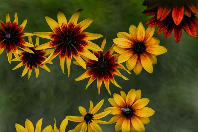 新品)SONY (ソニー) FE 20-70mm F4 G SEL2070G（商品ID