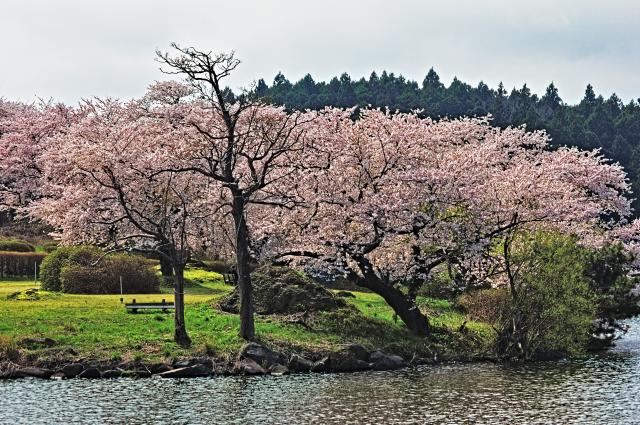 のん　Canon EF-S55-250mm f/4-5.6 IS II 中古)Canon (キヤノン) EF-S55-250mm F4-5.6 IS II（商品ID