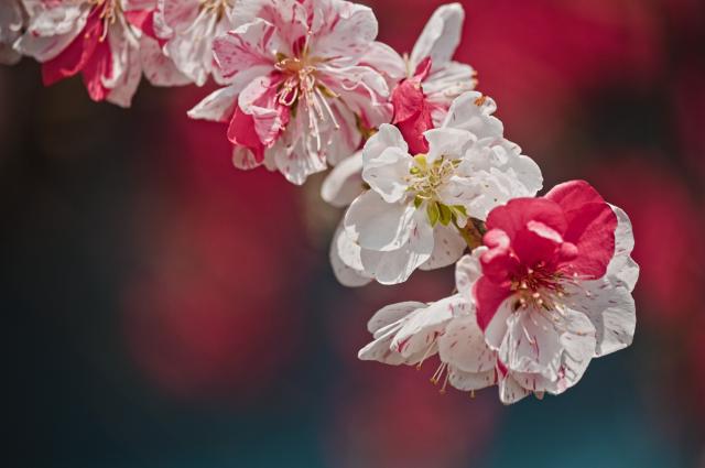 のん　Canon EF-S55-250mm f/4-5.6 IS II 中古)Canon (キヤノン) EF-S55-250mm F4-5.6 IS II（商品ID