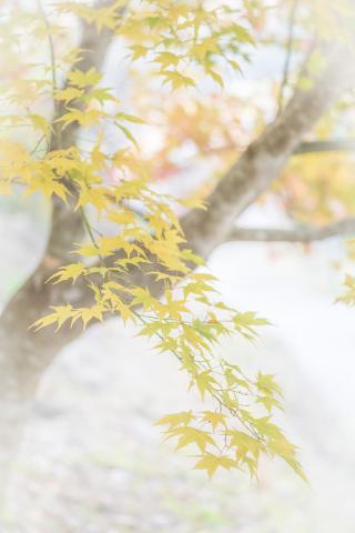 新品)Leica (ライカ) SL2 ズミクロン SL50mm F2 ASPH. セット シルバー