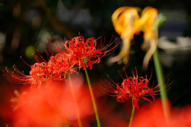 新品)TAMRON (タムロン) 35-150mm F2-2.8 Di III VXD / Model