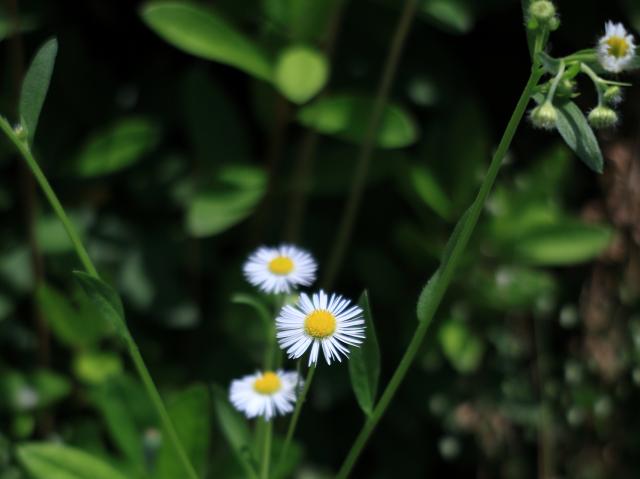 新品)Canon (キヤノン) RF24-50mm F4.5-6.3 IS STM（商品ID