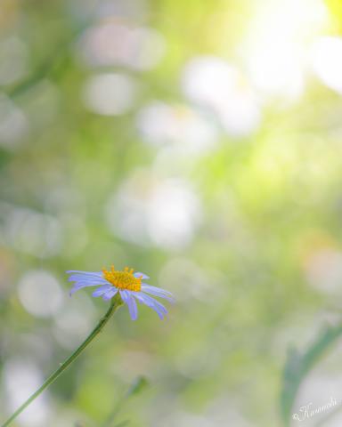 Canon EFS10-18㎜　F4.5-5.6 IS STM 新品)Canon (キヤノン) EOS R10 RF-S18-150 IS STM レンズキット