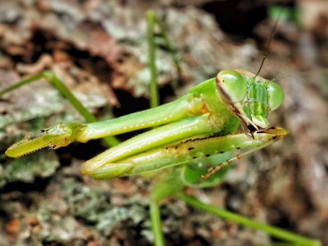 新品)OLYMPUS (オリンパス) M.ZUIKO DIGITAL ED 30mm F3.5 Macro（商品