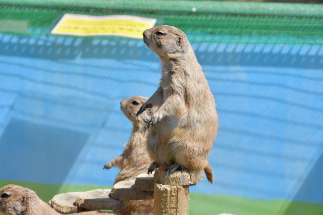 中古)Nikon (ニコン) AF-S DX NIKKOR 18-200mm F3.5-5.6G ED VR