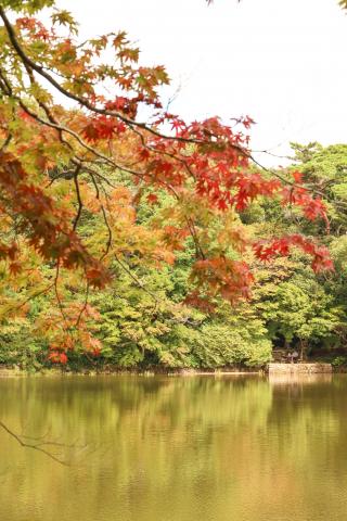 新品)Canon (キヤノン) EOS RP RF24-105 IS STM レンズキット（商品ID