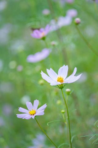 新品)Leica (ライカ) SL2 ズミクロン SL50mm F2 ASPH. セット
