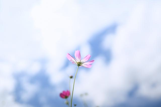 新品)Nikon (ニコン) NIKKOR Z 35mm F1.4（商品ID：4960759915917