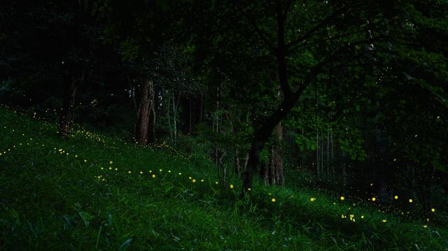 レンズ(ズーム) TAMRON 28-200mm F2.8-5.6 新品)SONY (ソニー) FE 24-70mm F2.8 GM II SEL2470GM2（商品ID