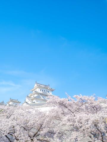 花＊ココ sakura-kakushi-and-sakura-wakaba - Grand Seiko Thailand