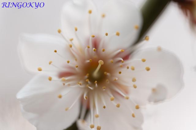 新品)SIGMA (シグマ) Art 105mm F2.8 DG DN MACRO (ソニーE用 新品)SIGMA (シグマ) Art 105mm F2.8 DG DN MACRO (ソニーE用