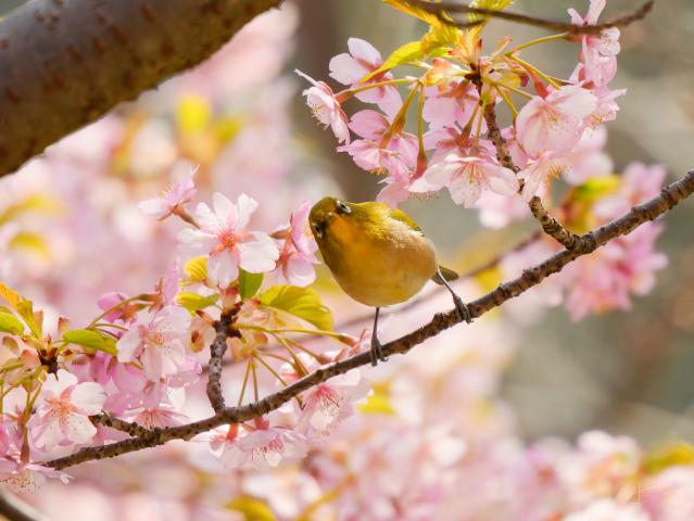 新品)TAMRON (タムロン) 50-300mm F4.5-6.3 Di III VC VXD/Model