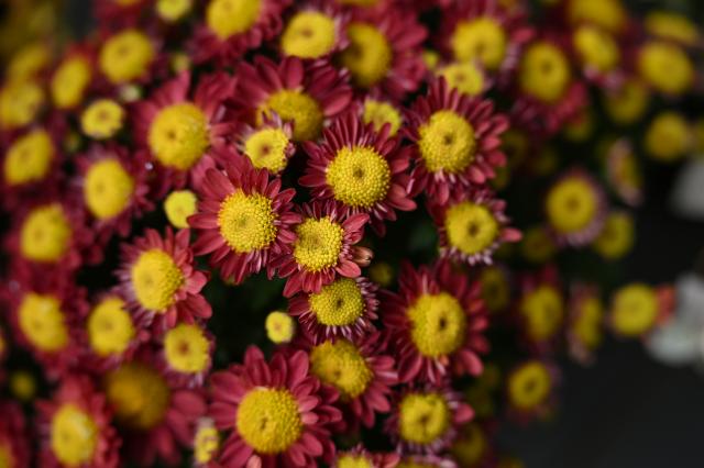 新品)TAMRON (タムロン) 70-180mm F2.8 Di III VC VXD G2/ Model A065Z