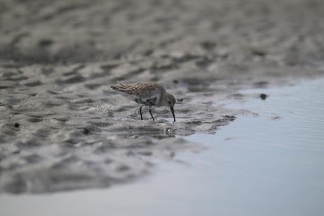 新品)Nikon (ニコン) NIKKOR Z 400mm F4.5 VR S（商品ID