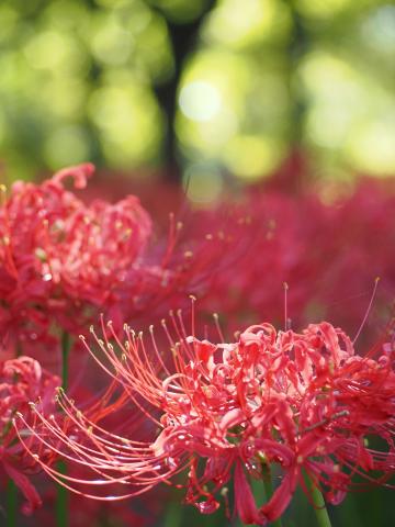 新品)OM SYSTEM（オーエムシステム） OM-5 Mark II 14-150mm II