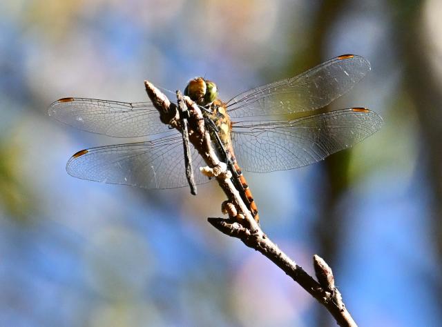 [美品]SONY α DT 18-250mm F3.5-6.3 レンズ 新品)Nikon (ニコン) Z50II ダブルズームキット（商品ID