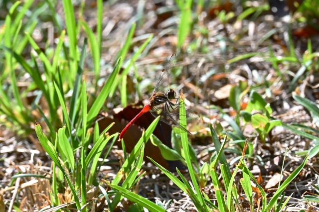 [美品]SONY α DT 18-250mm F3.5-6.3 レンズ 新品)Nikon (ニコン) Z50II ダブルズームキット（商品ID