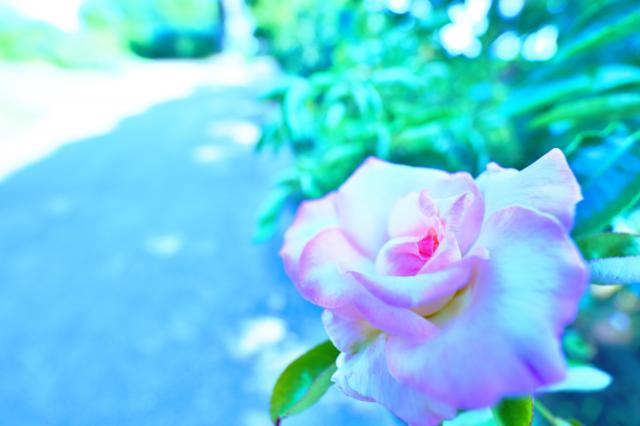 新品)Panasonic (パナソニック) LUMIX S 14-28mm F4-5.6 MACRO S-R1428