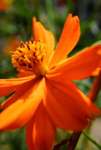 新品)SONY (ソニー) E 30mm F3.5 Macro SEL30M35(商品ID 新品)SONY (ソニー) E 30mm F3.5 Macro SEL30M35(商品ID
