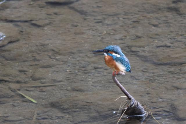 レンズ(ズーム) Canon EF 70-300mm f/4-5.6 IS USM SONY 《良品》SONY FE 100mm F2.8 STF GM OSS SEL100F28GM